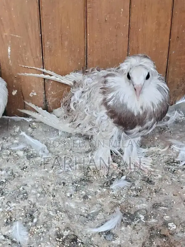 Frillback Pigeon - Healthy Adult Bird