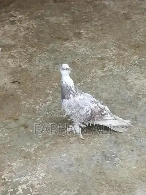 Frillback Pigeon - Healthy Adult Bird