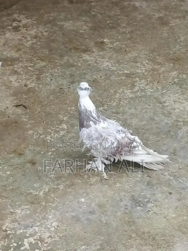 Frillback Pigeon - Healthy Adult Bird