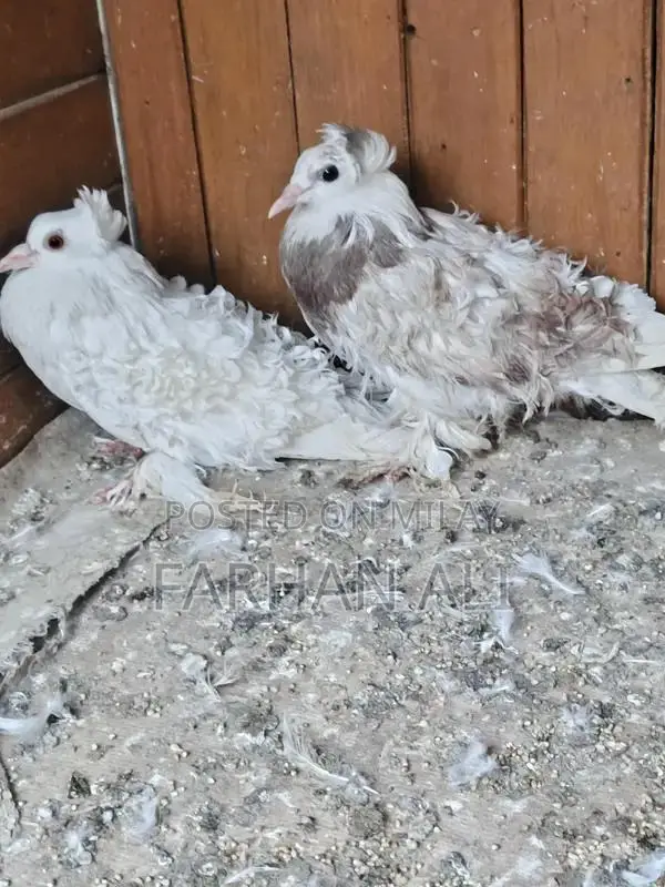 Frillback Pigeon - Healthy Adult Bird