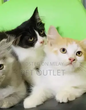 Photo - Persian Kitten - Young, Litter Trained Companion