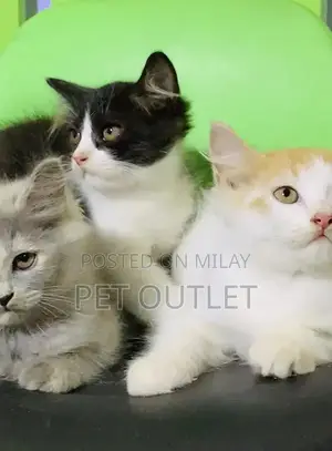 Persian Kitten - Young, Litter Trained Companion