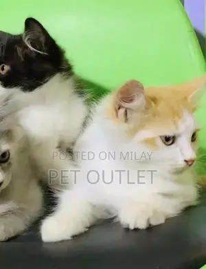 Persian Kitten - Young, Litter Trained Companion