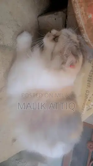 Female Parshian Cat - Friendly and Social Pet