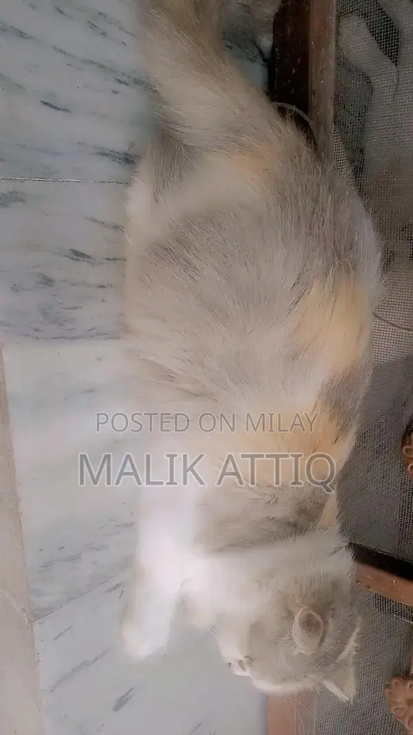 Female Parshian Cat - Friendly and Social Pet