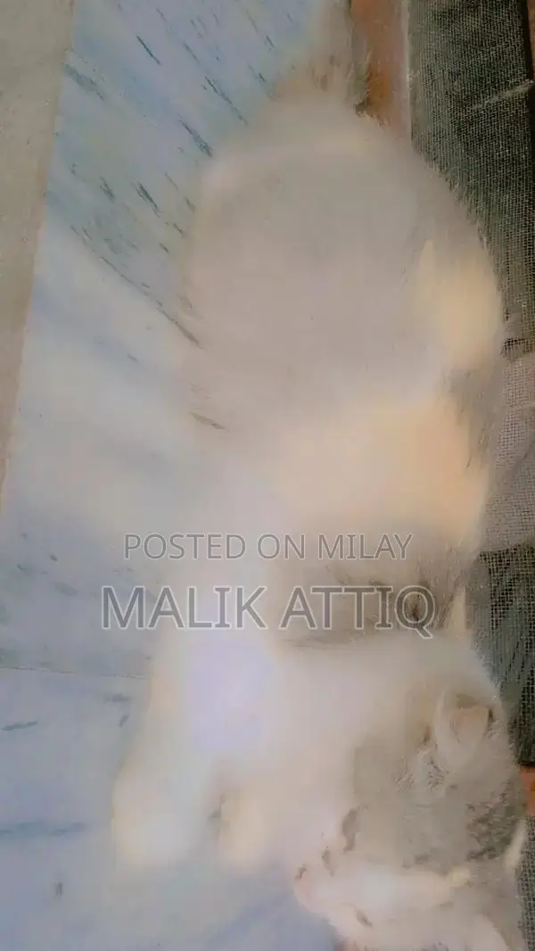 Female Parshian Cat - Friendly and Social Pet