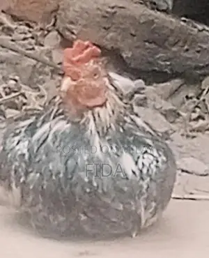 Pure Breed Aseel Chickens - Rooster and Hen Pair