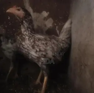 Pure Breed Aseel Chickens - Rooster and Hen Pair