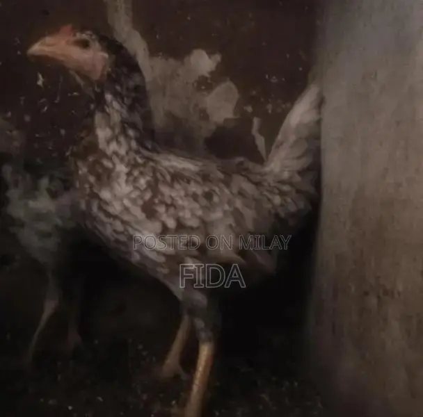 Pure Breed Aseel Chickens - Rooster and Hen Pair