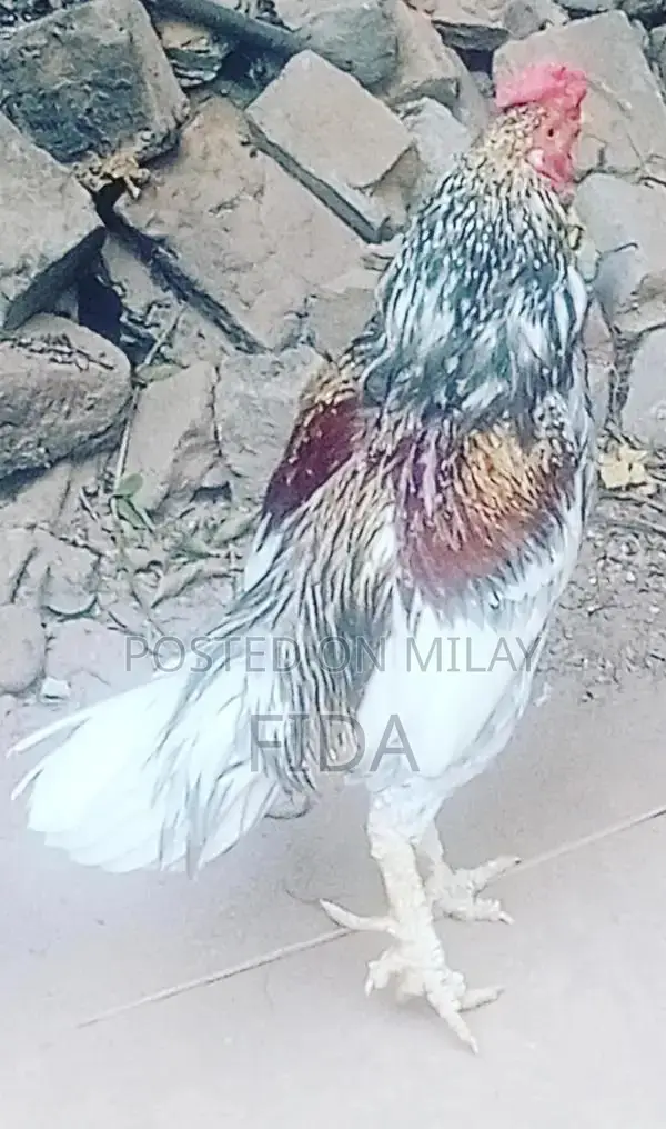 Pure Breed Aseel Chickens - Rooster and Hen Pair