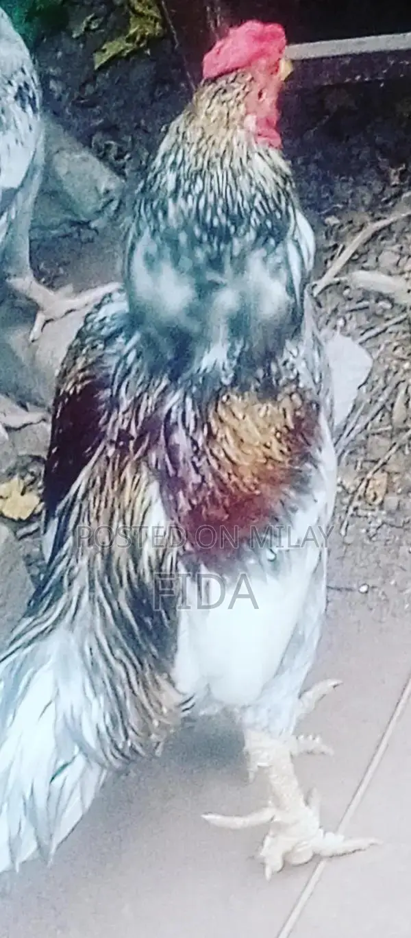 Pure Breed Aseel Chickens - Rooster and Hen Pair
