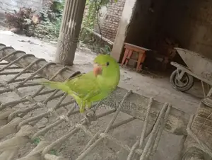 Ringnak Accessory or Device