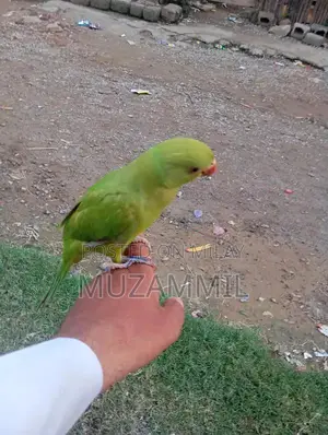 Ringnak Accessory or Device