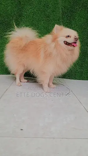 Photo - Pomeranian Purebred Male Dog - High Quality Imported Bloodline