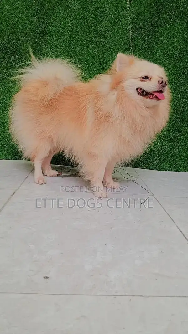 Pomeranian Purebred Male Dog - High Quality Imported Bloodline