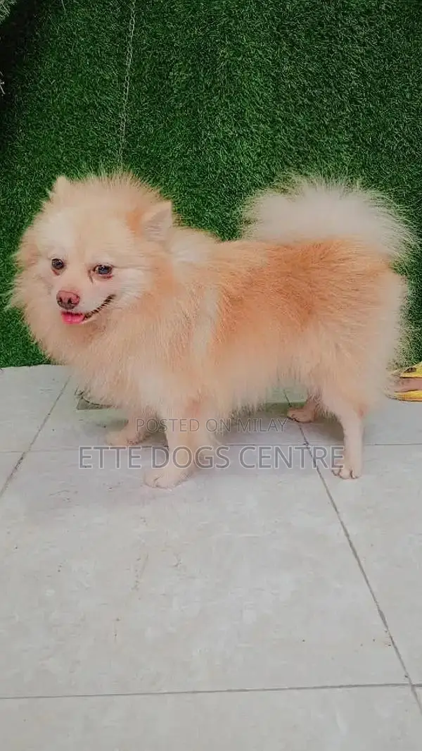 Pomeranian Purebred Male Dog - High Quality Imported Bloodline