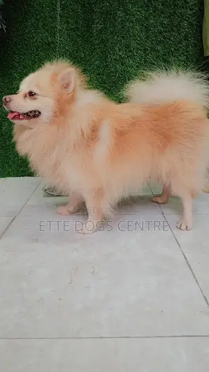 Pomeranian Purebred Male Dog - High Quality Imported Bloodline