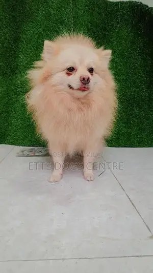 Pomeranian Purebred Male Dog - High Quality Imported Bloodline