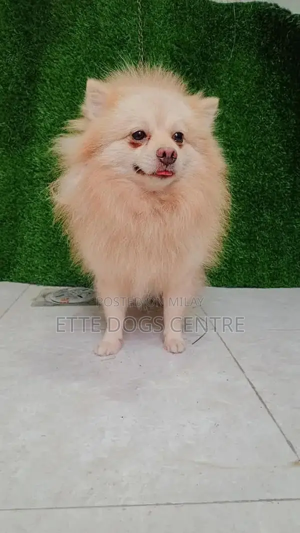 Pomeranian Purebred Male Dog - High Quality Imported Bloodline