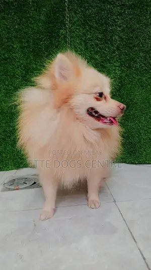 Pomeranian Purebred Male Dog - High Quality Imported Bloodline