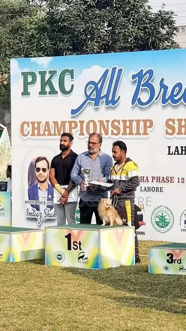 Pomeranian Purebred Male Dog - High Quality Imported Bloodline