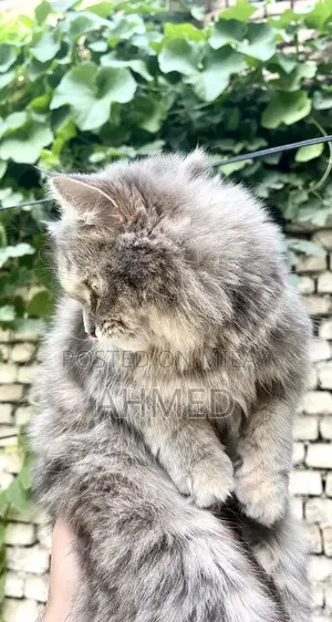 Photo - Purebred Persian Cat - 18-Month-Old Triple Coat Feline