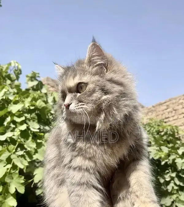 Purebred Persian Cat - 18-Month-Old Triple Coat Feline