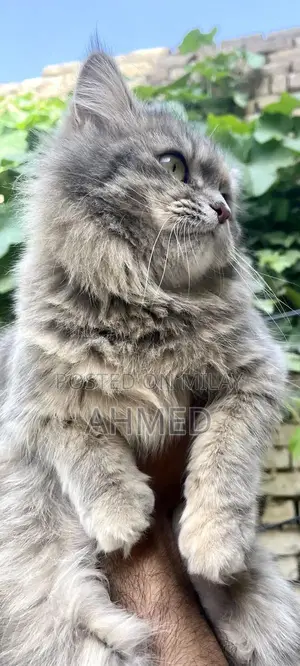 Purebred Persian Cat - 18-Month-Old Triple Coat Feline