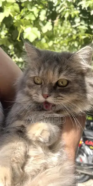 Purebred Persian Cat - 18-Month-Old Triple Coat Feline