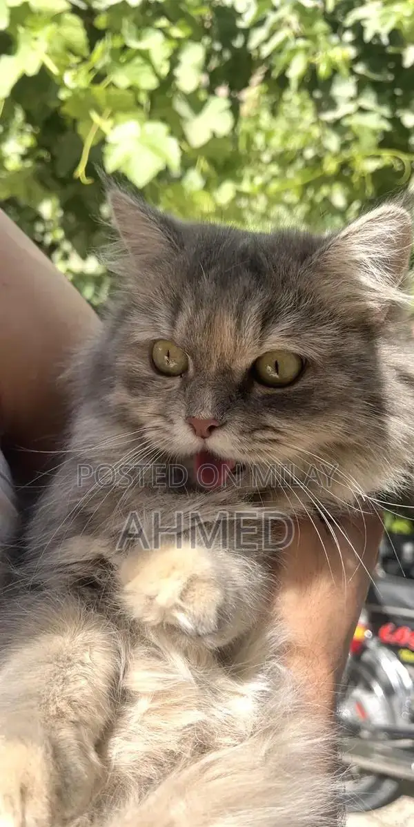 Purebred Persian Cat - 18-Month-Old Triple Coat Feline