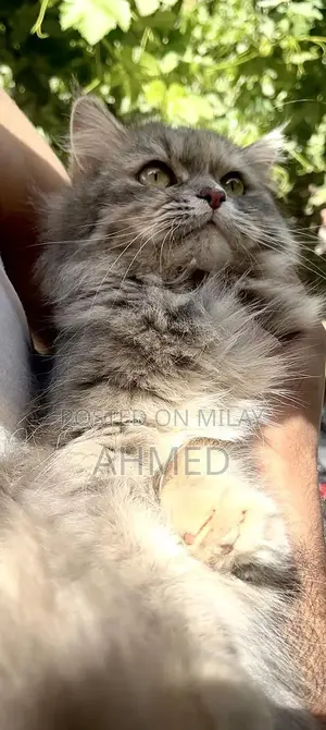 Purebred Persian Cat - 18-Month-Old Triple Coat Feline