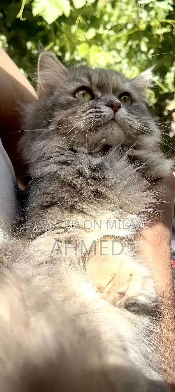 Purebred Persian Cat - 18-Month-Old Triple Coat Feline