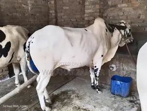 High-Quality Agricultural Kheera Bail for Farming and Cultivation