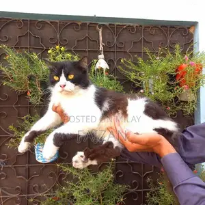 Photo - Purebred Persian Female Cat - Mature, Litter Trained