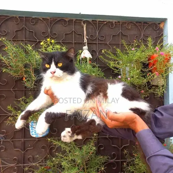 Purebred Persian Female Cat - Mature, Litter Trained