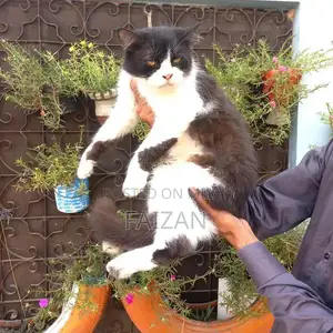 Purebred Persian Female Cat - Mature, Litter Trained