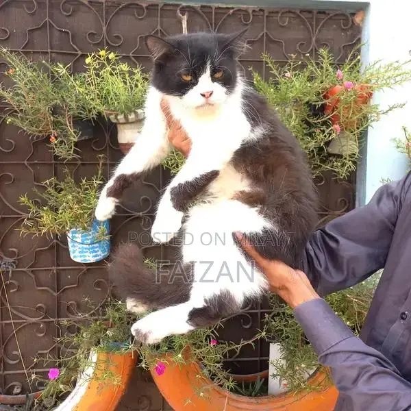 Purebred Persian Female Cat - Mature, Litter Trained