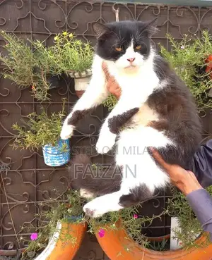 Purebred Persian Female Cat - Mature, Litter Trained