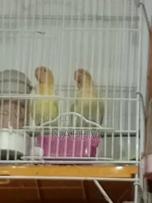 Photo - Love Birds Breeding Pair - Crimino Dakino Healthy Active Pair