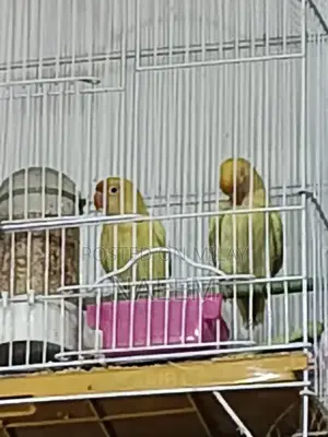 Love Birds Breeding Pair - Crimino Dakino Healthy Active Pair