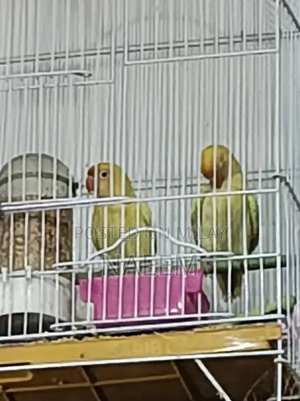 Love Birds Breeding Pair - Crimino Dakino Healthy Active Pair