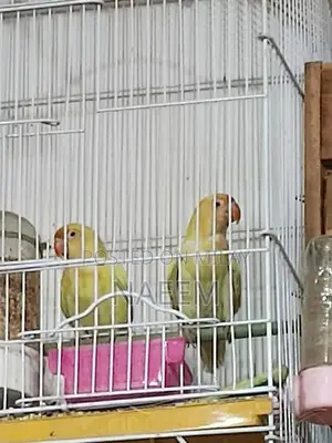 Love Birds Breeding Pair - Crimino Dakino Healthy Active Pair