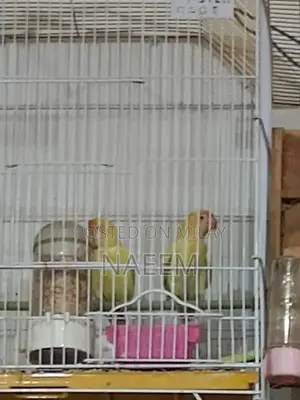 Love Birds Breeding Pair - Crimino Dakino Healthy Active Pair