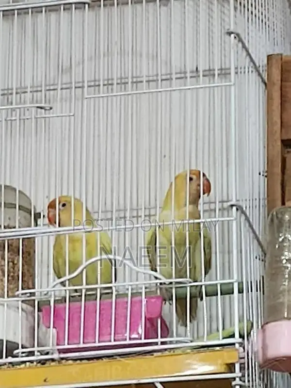 Love Birds Breeding Pair - Crimino Dakino Healthy Active Pair