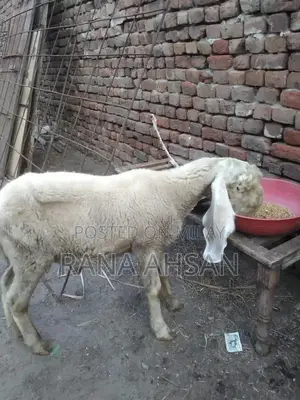 Kajla Chatra Pet for Young Animal Enthusiasts