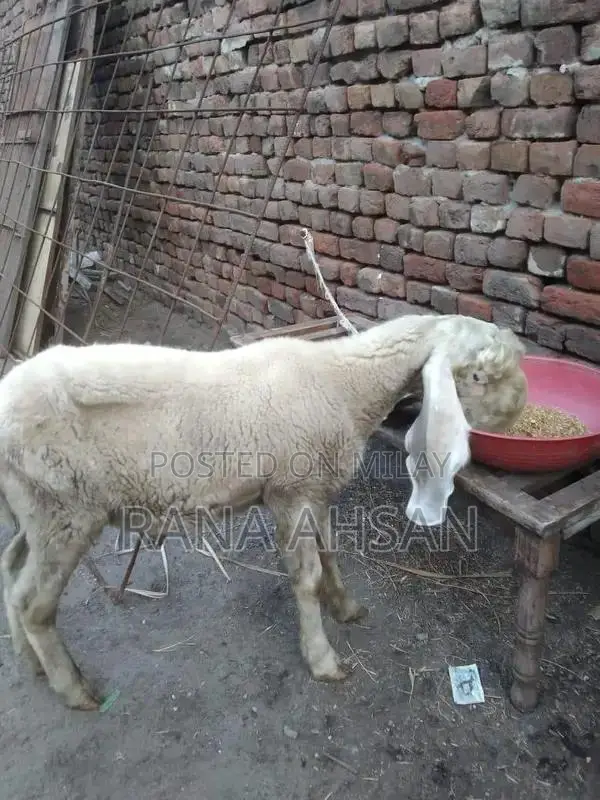 Kajla Chatra Pet for Young Animal Enthusiasts