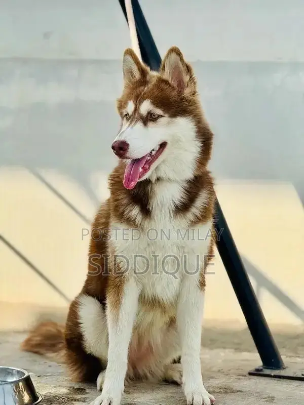Siberian Husky Female Puppy with Unique Eye Color
