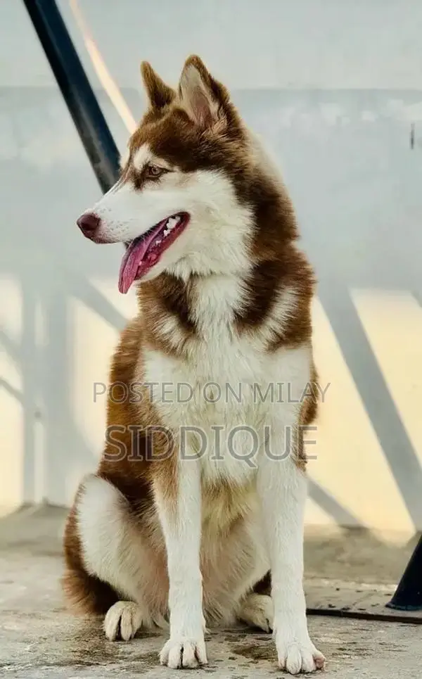 Siberian Husky Female Puppy with Unique Eye Color