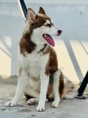 Siberian Husky Female Puppy with Unique Eye Color