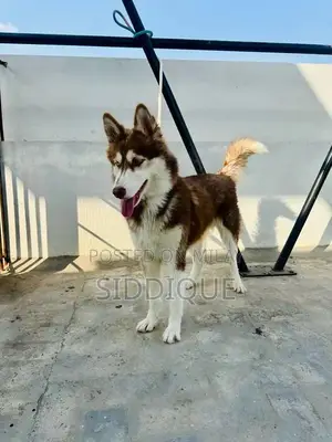 Siberian Husky Female Puppy with Unique Eye Color